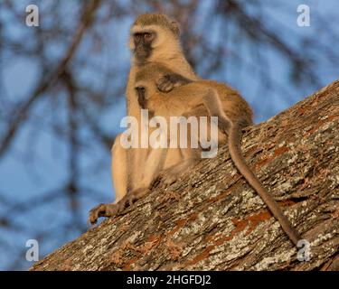 Scimmie Vervet (Chlorocobus pygerythrus), mamme e giovani, seduti su un albero alla luce del tardo pomeriggio, Parco Nazionale Tarangire; Tanzania; Africa Foto Stock