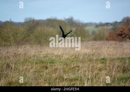 Corvo comune (Corvus Corax) in volo sul prato di Chalkland Foto Stock