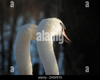 Coppia di Mute Swans (Cygnus olor) che mostrano un brillante piumaggio bianco in drammatica luce invernale a Leighton Moss RSPB NR in North Lancashire, Inghilterra, Regno Unito Foto Stock