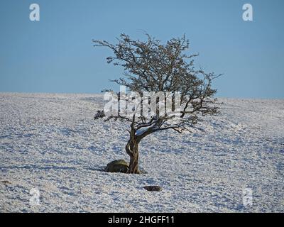 Survivor iconico - Windswept aspro albero di Hawthorn comune (Crataegus monogyna) affronta gli elementi come si trova sulla collina nevosa Cumbria, Inghilterra, Regno Unito Foto Stock