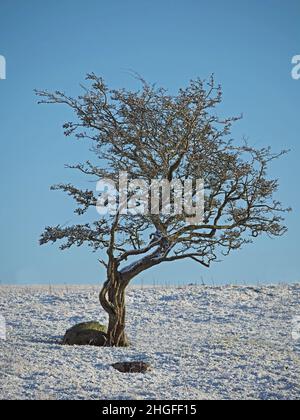 Survivor iconico - Windswept aspro albero di Hawthorn comune (Crataegus monogyna) affronta gli elementi come si trova sulla collina nevosa Cumbria, Inghilterra, Regno Unito Foto Stock