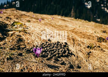 Fiori viola, croci e gocce di neve su erba gialla, primavera Foto Stock