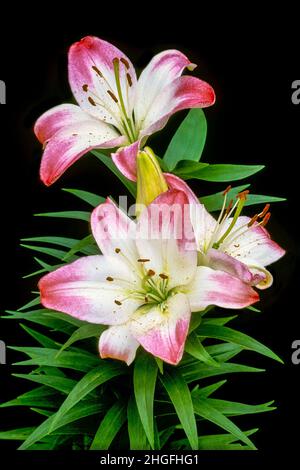 Primo piano di Lilly Lollypop. Due fiori su un fogliame e sfondo nero A 1a) giglio di sub-divisione con fiori rivolti verso l'alto Foto Stock