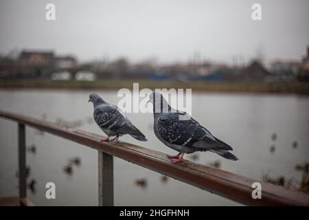 Un piccione siede sulla ringhiera in un parco cittadino. Piccione sullo stagno in attesa di pane. Uccello che si prepara per il volo. Primo piano di due animali alati. Foto Stock