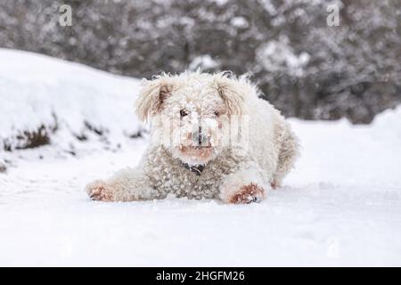 Ritratto di un carino bianco pumi cane nella neve Foto Stock