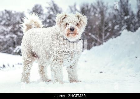 Ritratto di un carino bianco pumi cane nella neve Foto Stock