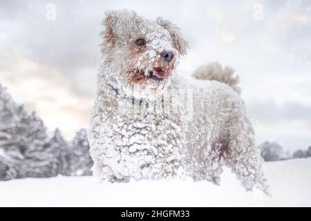 Ritratto di un carino bianco pumi cane nella neve Foto Stock