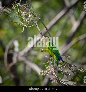 Un parakeet con facciata arancione in un albero di trabebuia rosa su una spiaggia in Costa Rica, sta mangiando un fiore mentre ne tiene un altro nella sua artiglio allungato. Foto Stock