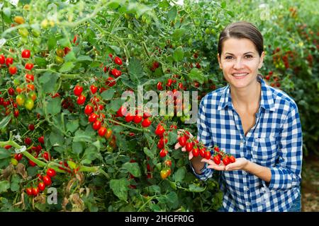 Coltivatore femmina che raccoglie pomodori rossi in serra Foto Stock