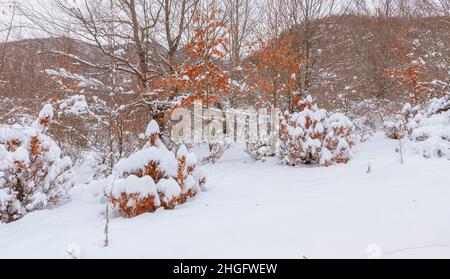 Alberi e cespugli ricoperti di neve nella foresta Foto Stock