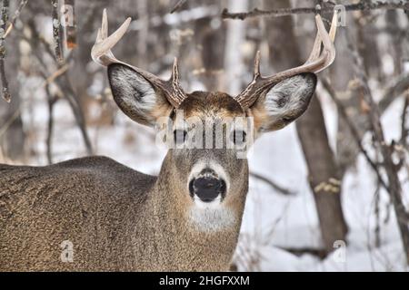 Un primo piano di un buck dalla coda bianca che guarda direttamente la macchina fotografica al bordo dei boschi innevati in inverno., in Ontario, Canada. Foto Stock