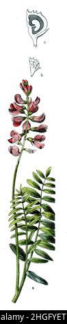 Comune sainfoin Onobrychis viciifolia SYN Onobrychis sativa, (libro di botanica, 1909), Esparsette, Futter- Foto Stock