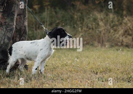 Giovane cane su un guinzaglio è in piedi accanto al suo proprietario in campagna. Foto Stock