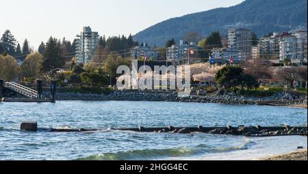 West Vancouver, BC, Canada - Aprile 12 2021 : Molo Ambleside Park Beach, Ferry Building Gallery. Fiore di ciliegio in primavera. Foto Stock