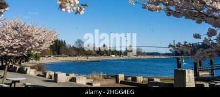 I ciliegi di Ambleside Park Beach fioriscono in piena fioritura in primavera, Lions Gate Bridge sullo sfondo. Vancouver ovest, BC, Canada. Foto Stock