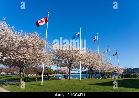 Bandiera Nazionale del Canada e British Columbia flagpole con fila di ciliegi in fiore in primavera. Ambleside Park Beach. Foto Stock