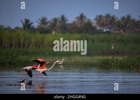 Grande Flamingo, Bhigwan, Maharashtra, India Foto Stock