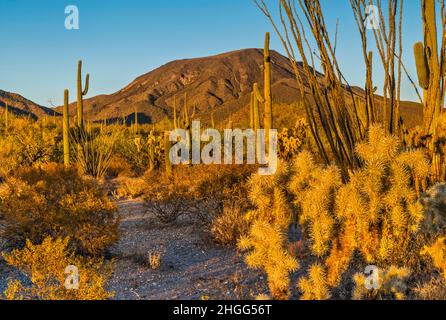 Teddy Bear cholla, ocotillo, Saguaros giganti, Table Top Mountain al tramonto, Table Top Mtn Peak Trail, Sonoran Desert National Monument, Arizona, USA Foto Stock