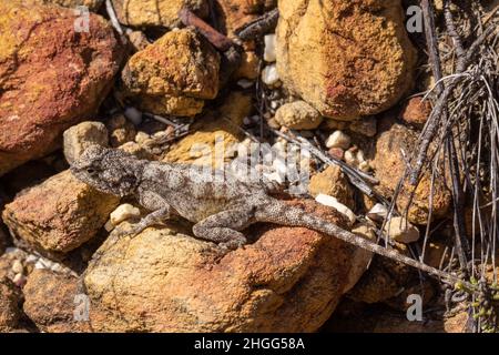 Lizard (probabilmente AGAMA atra) visto nella Riserva Naturale di Kogelberg nel Capo Occidentale del Sud Africa Foto Stock