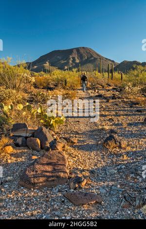 Escursioni sul Table Top Mountain Peak Trail, rocce vulcaniche basaltiche, Sonoran Desert National Monument, Arizona, USA Foto Stock