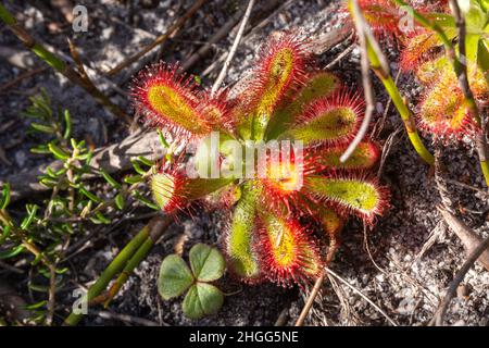 Primo piano della Sundew Drosera esterhuyseniae in habitat naturale vicino a Kleinmond, nel Capo occidentale del Sud Africa Foto Stock