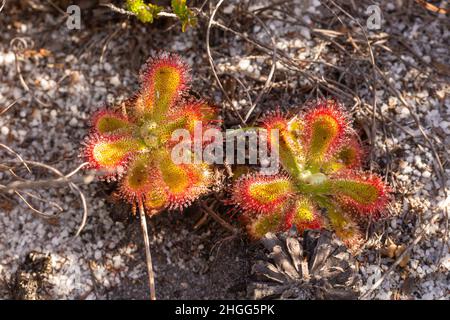 Due rosette verdeggianti di Drosera esterhuyseniae in habitat sabbioso vicino a Kleinmond, nel Capo occidentale del Sud Africa Foto Stock