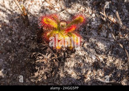 Singolo esemplare di Drosera esterhuyseniae (una pianta carnivora della famiglia Sundew) visto nel Kogelberg nel Capo occidentale del Sud Africa Foto Stock