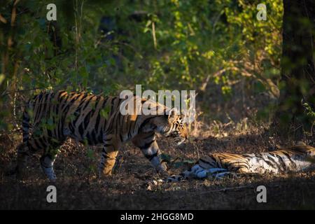 Royal Bengala Tiger, strada, Panthera tigris, arrabbiato, Bandhavgarh Tiger Reserve, Madhya Pradesh, India Foto Stock