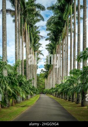 Cabbage Palm Avenue, Kandy Botanical Gardens, Sri Lanka Foto Stock