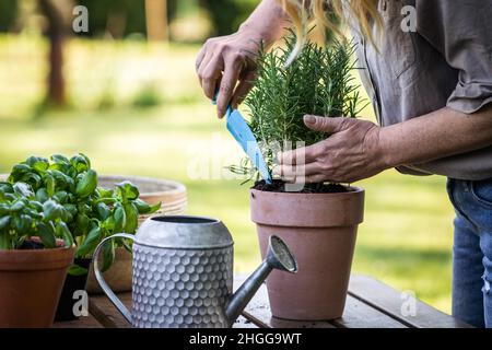 Donna piantando erba di rosmarino in vaso di fiori sul tavolo. Giardinaggio e piantagione in giardino in primavera Foto Stock