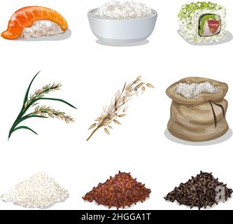 Le icone di riso impostano il vettore cartoon. Farina sana. Risone tailandese Illustrazione Vettoriale