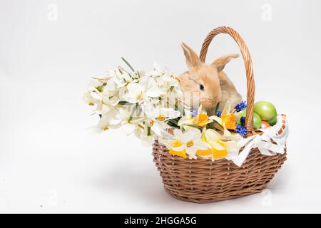 Un coniglio di Pasqua soffice siede in un cestino, uova di Pasqua e fiori narcisi su uno sfondo bianco minimalista per copiare spazio per banner di testo. Foto Stock