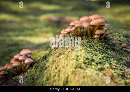 Primo piano di grumo di alberi coltivato con muschio e pavimento di foresta in foresta con funghi hollyhock, Germania Foto Stock