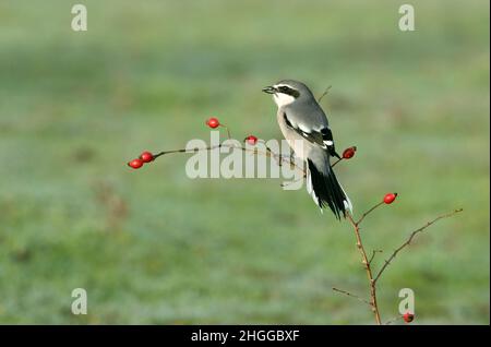 Gamberetto grigio meridionale maschio nel suo territorio di caccia in una fredda giornata invernale con la prima luce del giorno Foto Stock