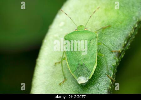 Bug puzzolente verde o soldato verde, Chinavia hilaris, Satara, Maharashtra, India Foto Stock