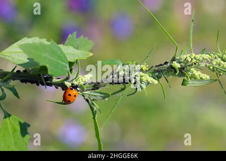 ladybug mangiare afidi su Chenopodium album pianta. Foto Stock