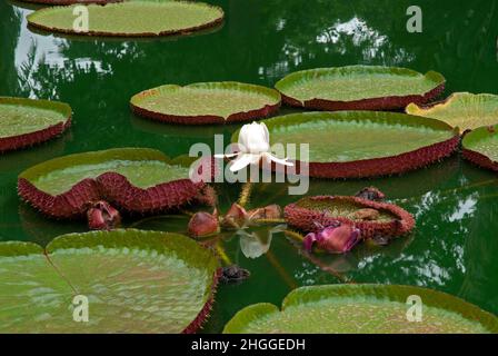 Victoria amazonica è la più grande famiglia di ninfee ninfee. E' originario della Guyana e del Sud America tropicale. Foto Stock