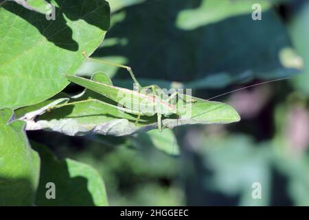 Tettigonia viridissima, la grande macchia verde-cricket Foto Stock