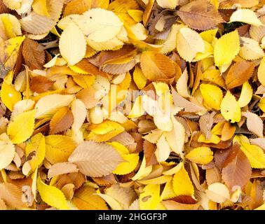 Uno strato spesso di foglie caduto autunno sulla terra. Giallo, oro e marrone. Foto Stock