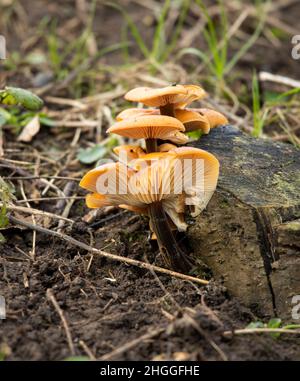 La famiglia Honey Fungus è molto temuto parassiti virulenti che parassitano e uccidono molti alberi. Ma loro sono parte al ciclo nutriente di boschi. Foto Stock