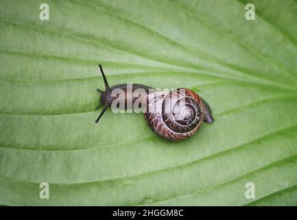 Lumaca nel giardino strisciando su una foglia verde di pianta hosta. Foto Stock