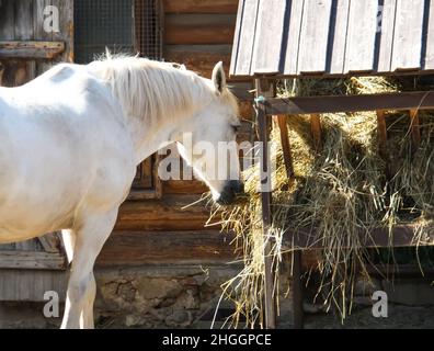 Bel cavallo bianco che mangia fieno secco in alimentatore Foto Stock