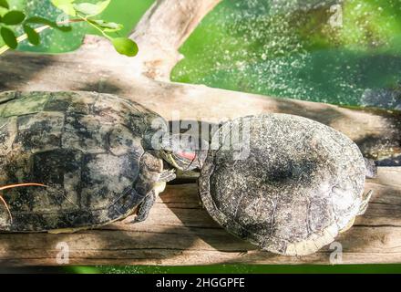 Tartarughe d'acqua Teo in fila seduti su un ceppo di legno. Foto Stock