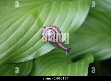 Lumaca nel giardino strisciando su una foglia verde di pianta hosta. Foto Stock