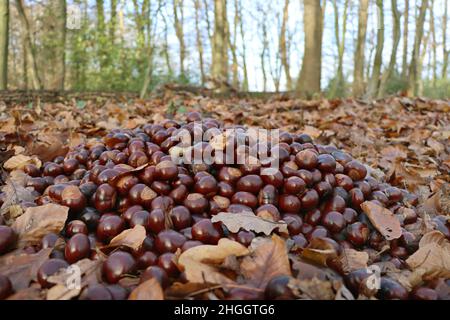 Castagno di cavallo comune (Aesculus hippocastanum), mucchio di castagne di cavallo in foresta per l'alimentazione della fauna selvatica, Germania Foto Stock