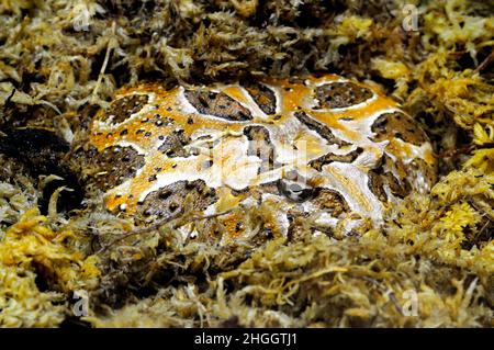 rana cornata argentina, rana pacman, nightcrawler, crawler notturno, rana cornata ornata, Rospo ornato, escuerzo (Ceratophrys ornata), coworking in Foto Stock