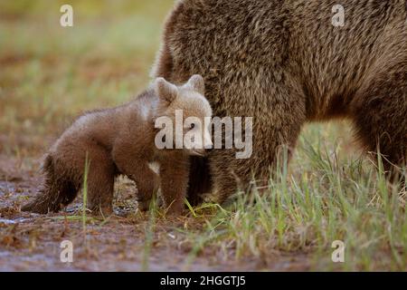 Orso bruno europeo (Ursus arctos arctos), cucciolo di orso bruno con la bestia in erba, Finlandia, Kuusamo, Kuhmo Foto Stock