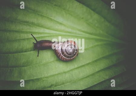 Lumaca nel giardino strisciando su una foglia verde di pianta hosta. Foto Stock