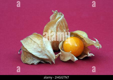 Uva spina, Peruviana di ciliegio (Physalis peruviana), tre frutti di bosco Foto Stock