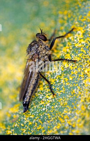 Robber Fly (Eutolmus rufibarbis), con le tavole dorate, si trova su una pietra ricoperta di licheni, in Germania Foto Stock